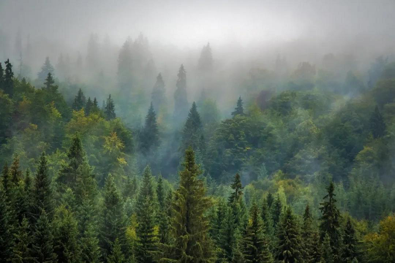 植树节|JXF吉祥坊地板构建健康家居，呵护地球生态 图片2