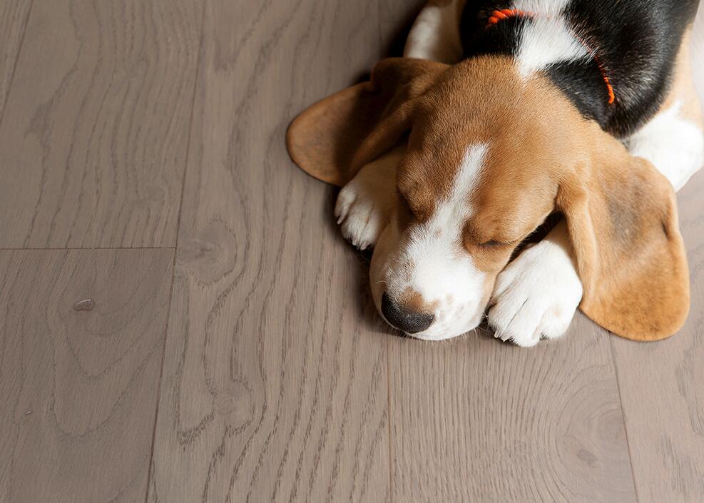  JXF吉祥坊实木复合地板不只是脚下的铺陈更是生活的舞台 图片4