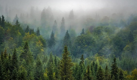 植树节|JXF吉祥坊地板构建健康家居，呵护地球生态